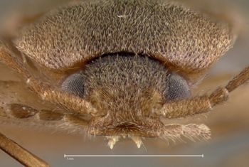 Media type: image;   Entomology 21785 Aspect: head frontal view